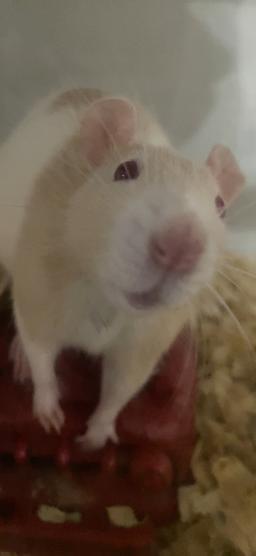 Janiyah Thompson's avatar