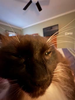 Olivia Vitale 's avatar