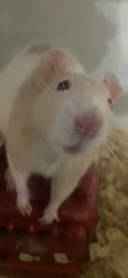 Janiyah Thompson's avatar